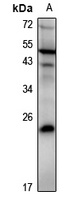 DUSP19 antibody