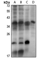 DLX4 antibody