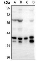 FOXB1/2 antibody