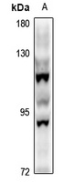 Anti-STON1 Antibody