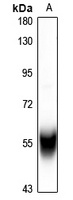 Cytochrome P450 2C8/9/18/19 antibody