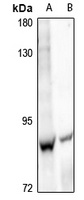Anti-Cadherin 9 Antibody