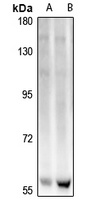 ELOA3 antibody