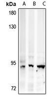 AMPD3 antibody