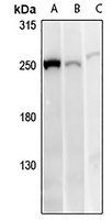Anti-ANKRD26 Antibody