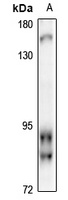 RFX2 antibody