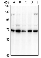 Anti-CD39 Antibody