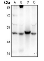 AGFG2 antibody