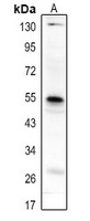 CD85h antibody