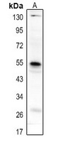 Anti-CD85h Antibody