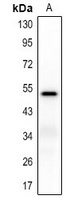 CD85k antibody