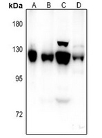 NCAM2 antibody