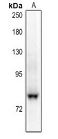 NHE7 antibody