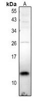 TCEAL7 antibody