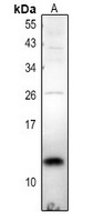 Anti-TCEAL7 Antibody