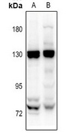 EMR1 antibody