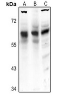 Frizzled 5 antibody