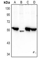 CHRM4 antibody