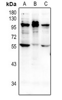 NMBR antibody