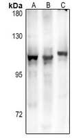 GPR106 antibody