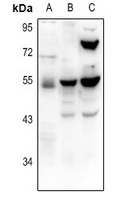 TRHR antibody