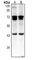 pro-BMP8 antibody