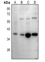 IgA1/2 antibody