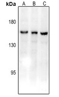 Anti-CD11c Antibody