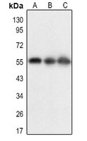 BACE1 (AcK316) antibody