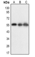 Anti-BACE1 (Acetyl-K316) Antibody