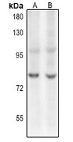 c-Myb (AcK480) antibody