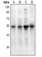 SMAD7 (AcK70) antibody