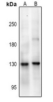 NMDAR1 (pS890) antibody