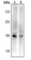 Anti-CD45 Antibody
