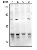 Anti-GAB2 Antibody