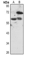 BS69 antibody