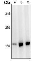 Laminin alpha 3 antibody