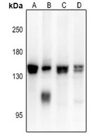 ADAMTS16 antibody