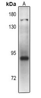 Anti-PLA2G4D Antibody