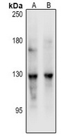 Anti-REXO1 Antibody