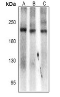 SCN7A antibody