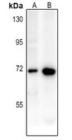 CD218a antibody