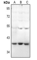 HEXO antibody