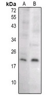 Caspase 8 p18 antibody