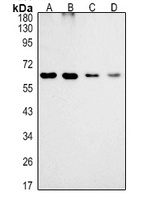 Anti-MTMR9 Antibody