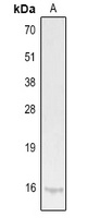 Anti-IL-9 Antibody