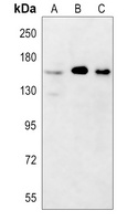 SLC2A9 antibody