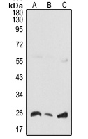 COMMD5 antibody