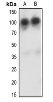 Anti-CD34 Antibody