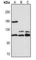 Cryopyrin antibody